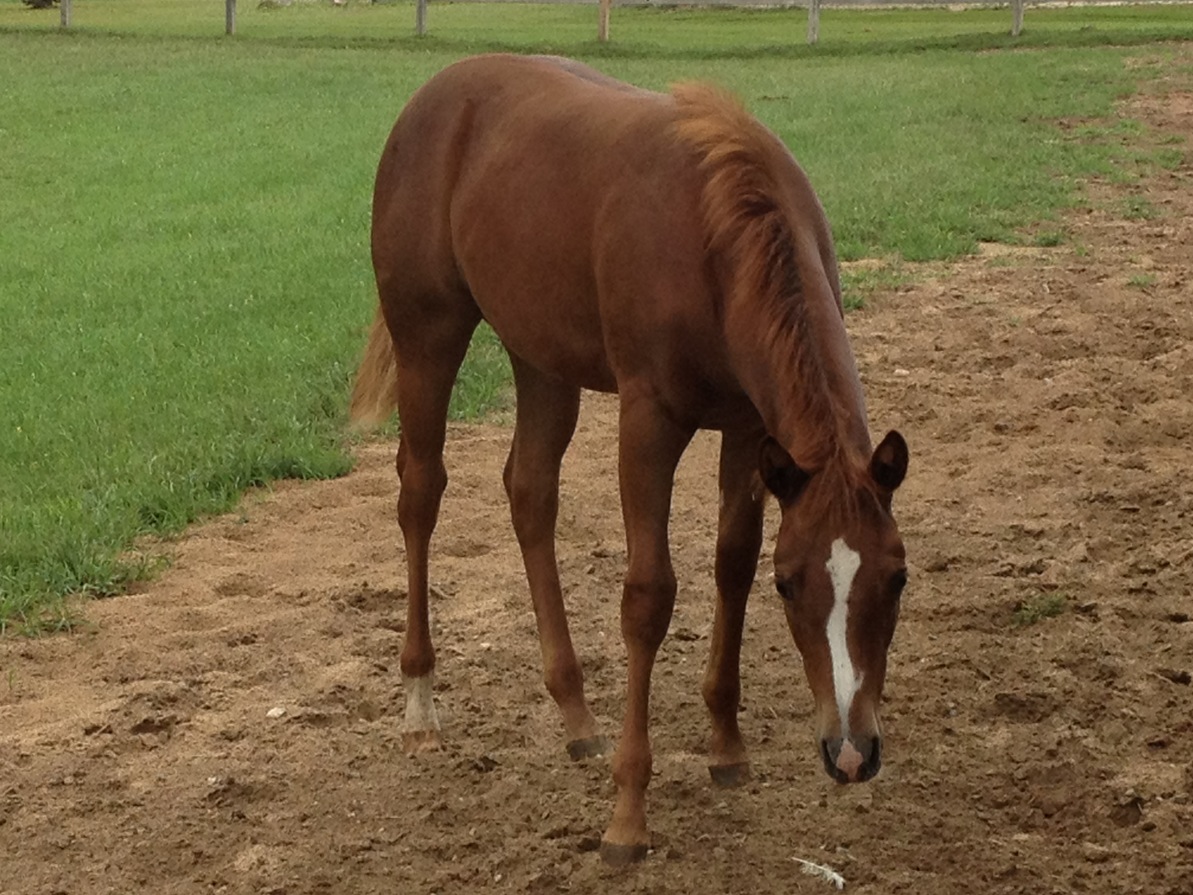 &nbsp; 2009 quarter horse gelding 2014 nrha east central u.s.